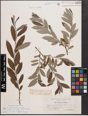 Foto von Salix cinerea L. x Salix repens L.